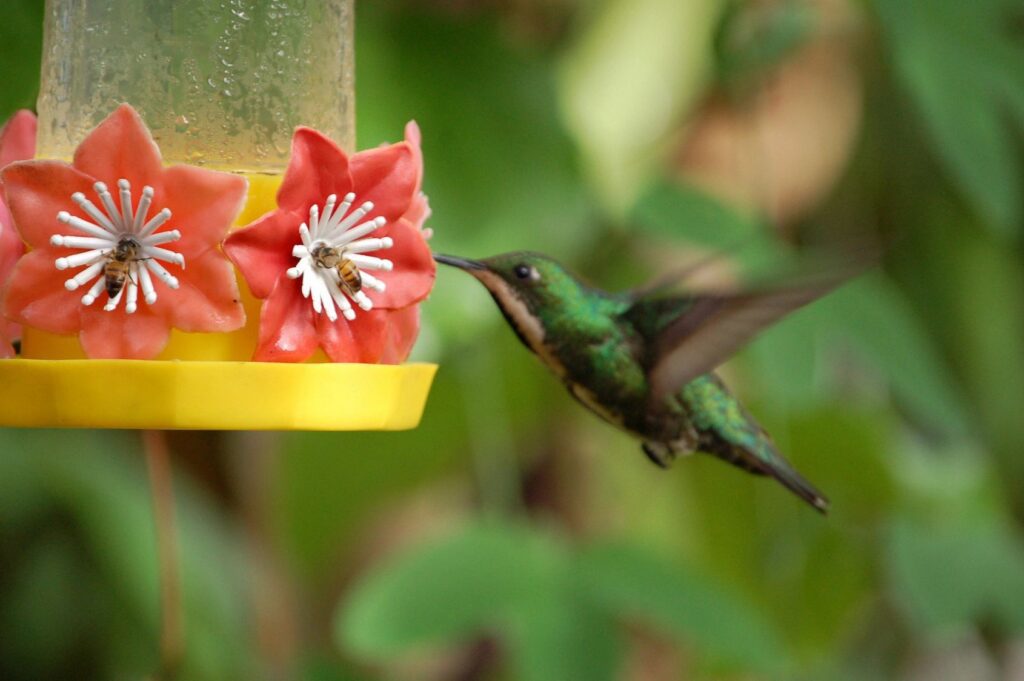 Hummingbird feeding at a flower-shaped feeder.