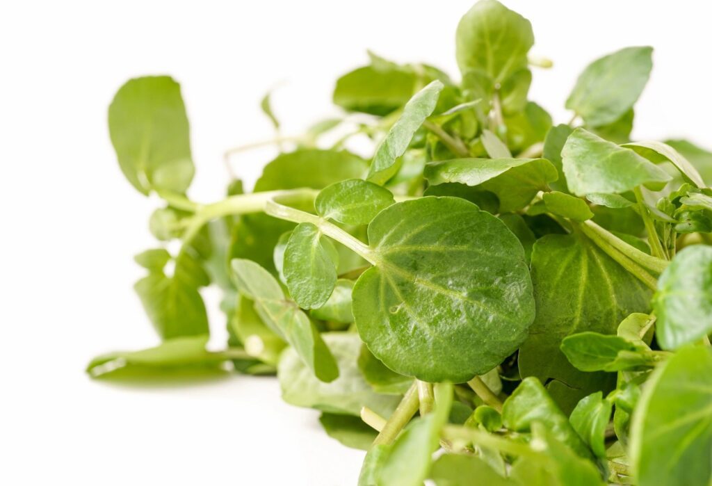 Fresh green watercress on white background.