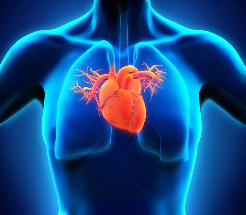 Human heart anatomy illustration with glowing effect.