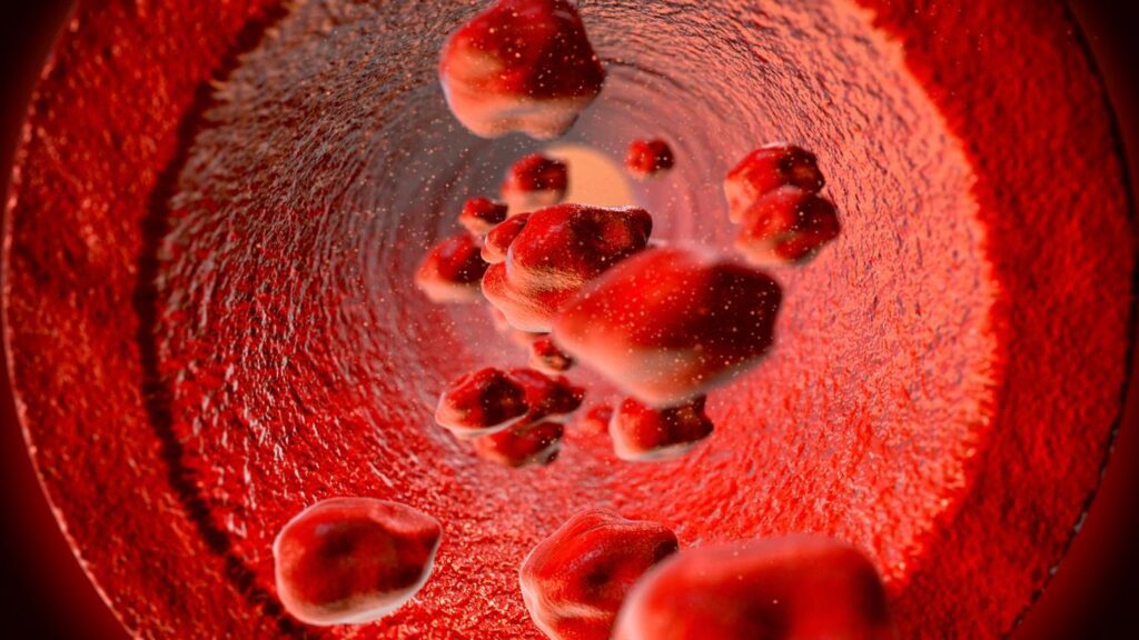 Red blood cells inside an artery.