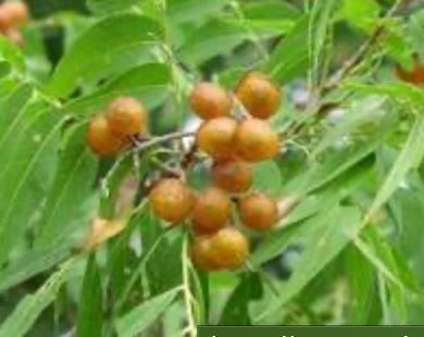 Orange berries on a leafy branch.