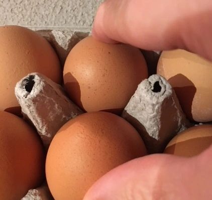 Hand picking eggs from a carton.