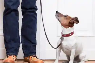 Small dog sitting on the floor next to a person, with a belt around its neck