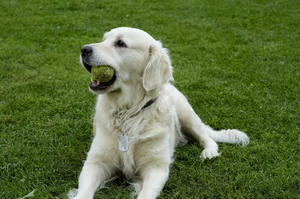 Golden retriever dog laying in the grass with a tennis ball in its mouth