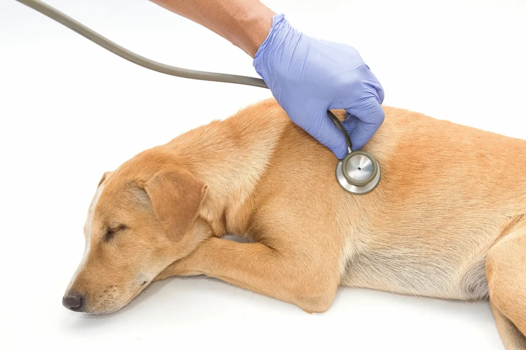 Person wearing blue gloves holding a stethoscope and checking the heartbeat of a dog lying on a white surface