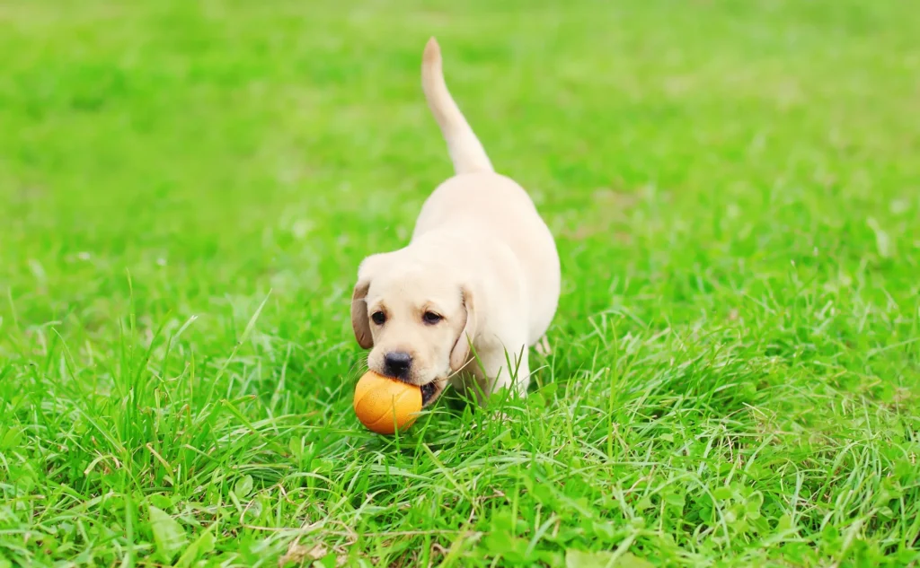 Yellow labrador retriever puppy playing with a ball in the grass
