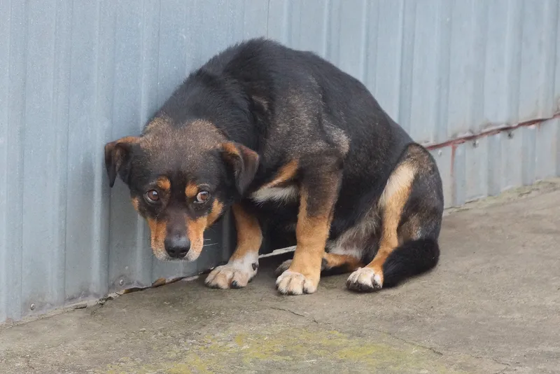 Black and brown dog sitting on the ground in front of a metal wall