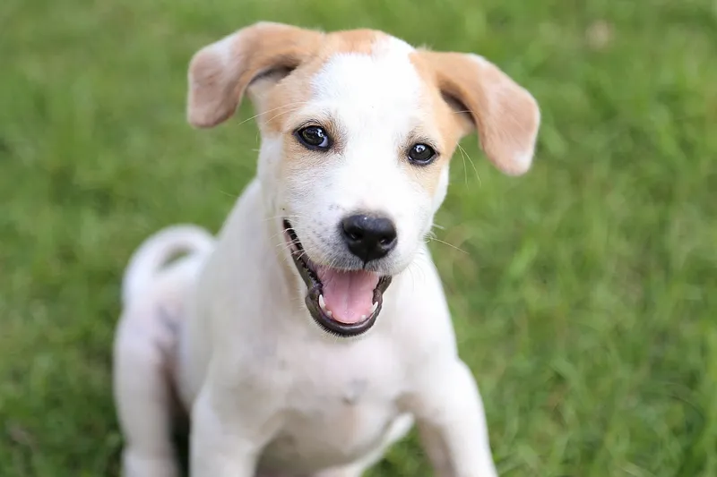 Small white and brown puppy sitting on top of a lush green field, with a blurred background