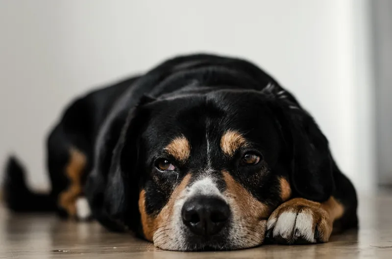 Black, brown and white dog laying on the floor with its head down, against a white background