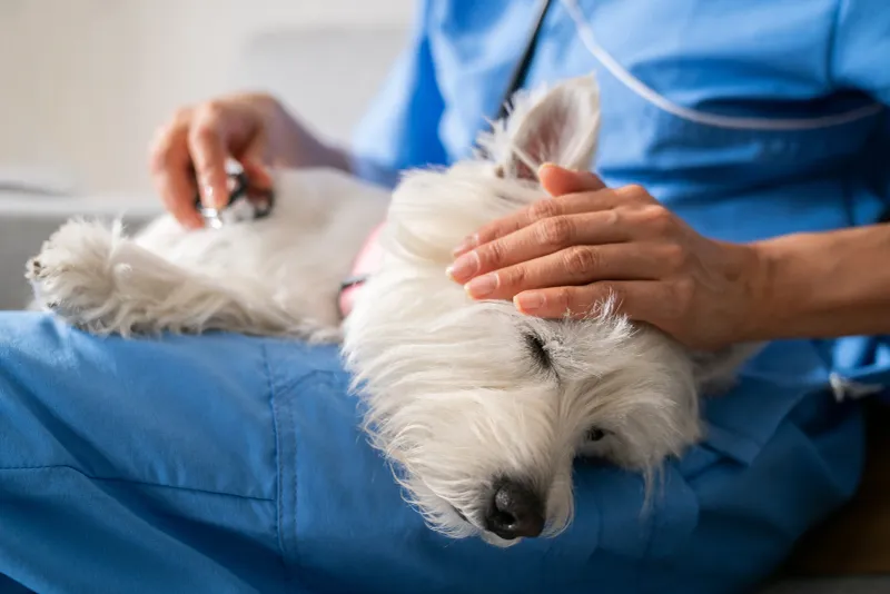 Veterinarian examining a small white dog with a stethoscope while holding it in their hands