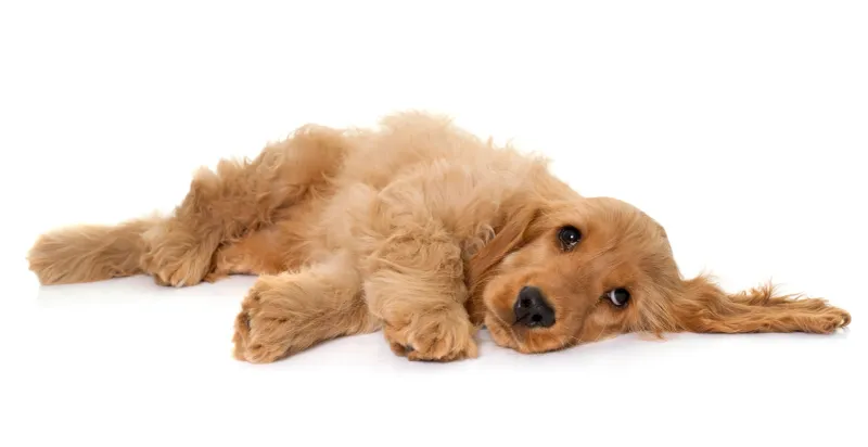 Small brown cocker spaniel puppy laying down on a white surface, likely in a room