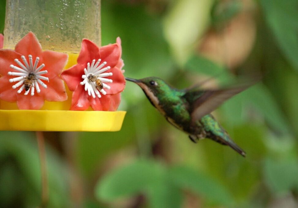 Hummingbird feeding at a flower-shaped feeder.
