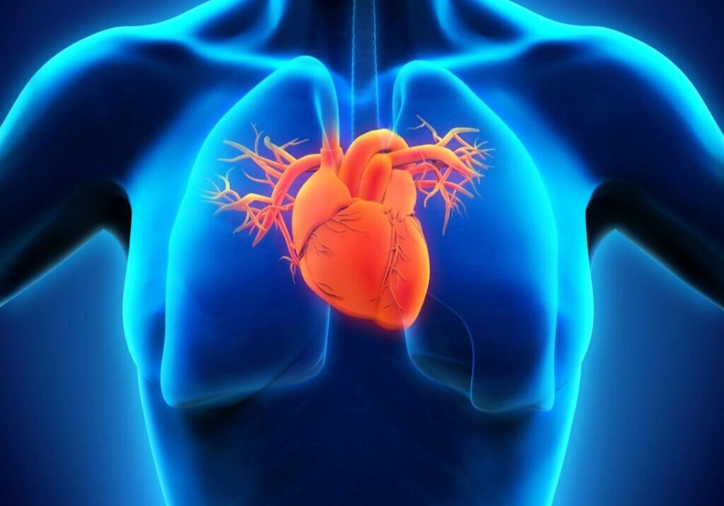 Human heart anatomy illustration with glowing effect.