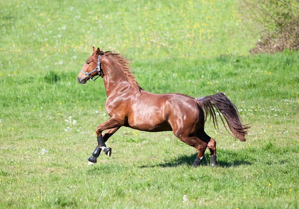 Brown horse running across a lush green field, with plants in the background