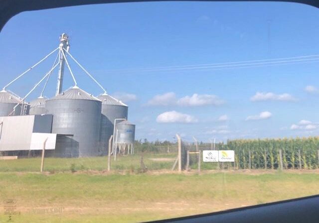 Grain silos and cornfield under blue sky.
