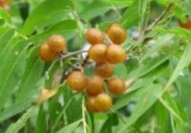 Orange berries on a leafy branch.