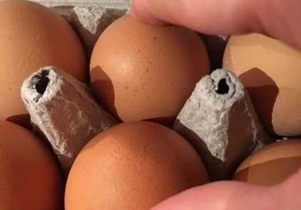 Hand picking eggs from a carton.