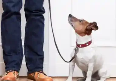 Small dog sitting on the floor next to a person, with a belt around its neck