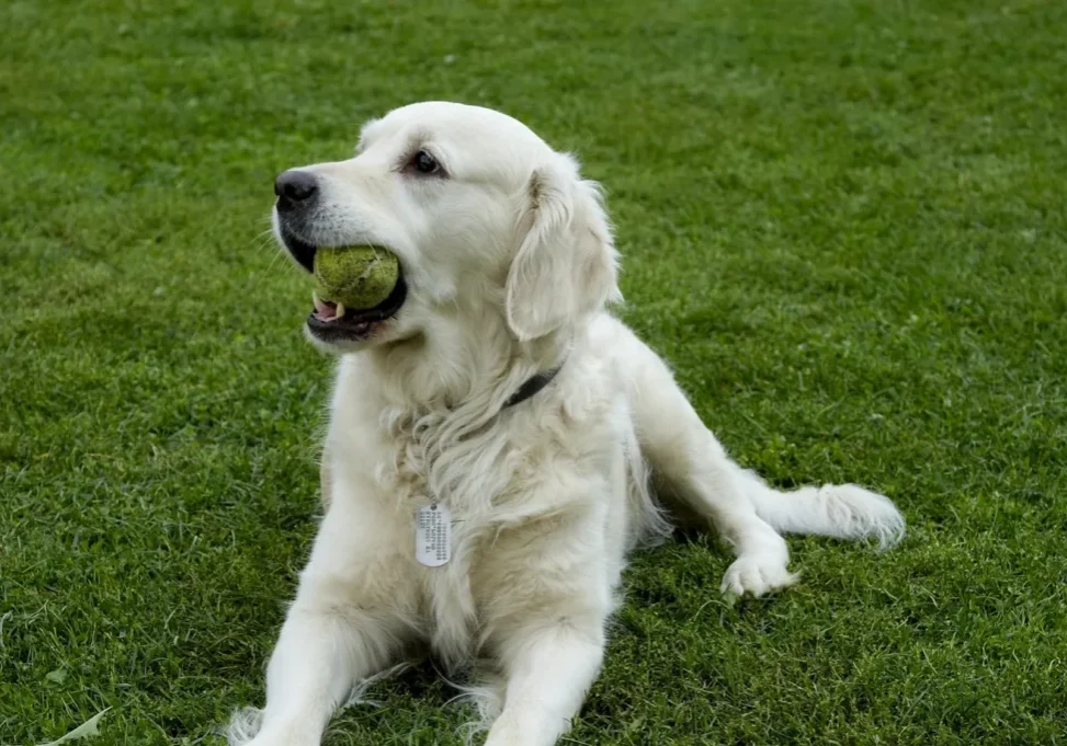 Golden retriever dog laying in the grass with a tennis ball in its mouth