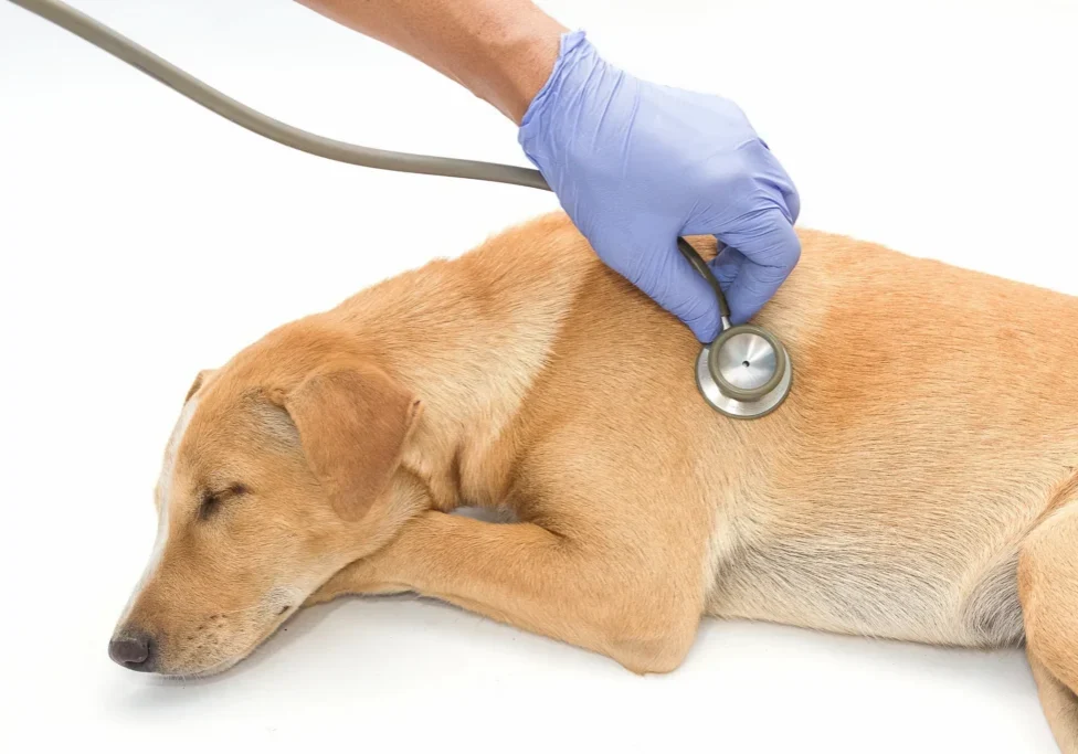 Person wearing blue gloves holding a stethoscope and checking the heartbeat of a dog lying on a white surface