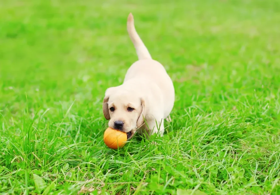 Yellow labrador retriever puppy playing with a ball in the grass