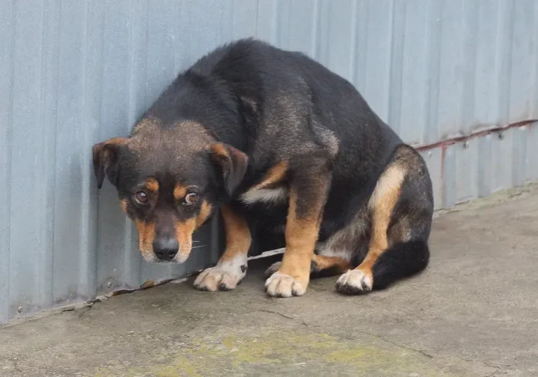 Black and brown dog sitting on the ground in front of a metal wall
