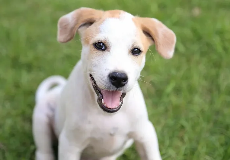 Small white and brown puppy sitting on top of a lush green field, with a blurred background