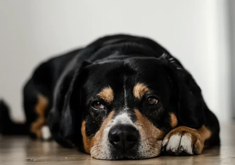 Black, brown and white dog laying on the floor with its head down, against a white background