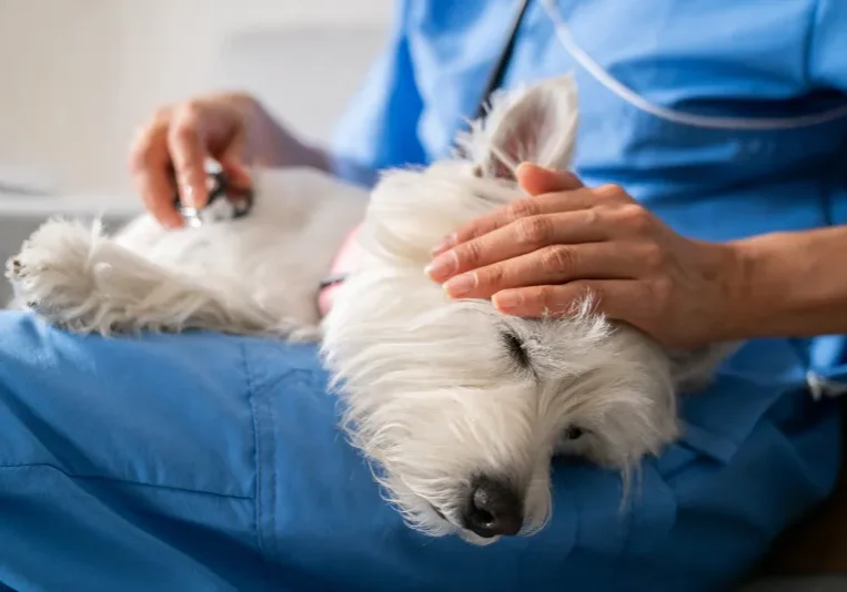 Veterinarian examining a small white dog with a stethoscope while holding it in their hands