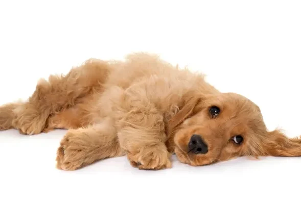 Small brown cocker spaniel puppy laying down on a white surface, likely in a room